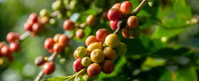 Wat zijn de gezondste koffiebonen?