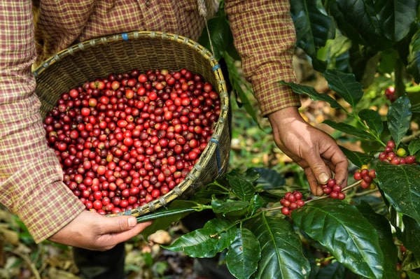 Mand vol organische / biologisch geteelde rode koffiebessen, geplukt op een fairtrade eerlijke en duurzame koffieplantage.